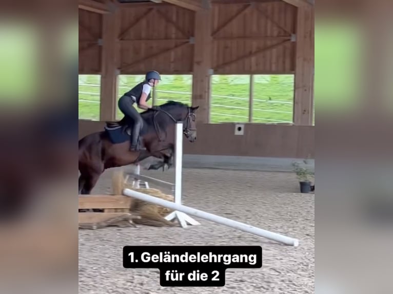 Deutsches Reitpony Wallach 10 Jahre Brauner in Baldham