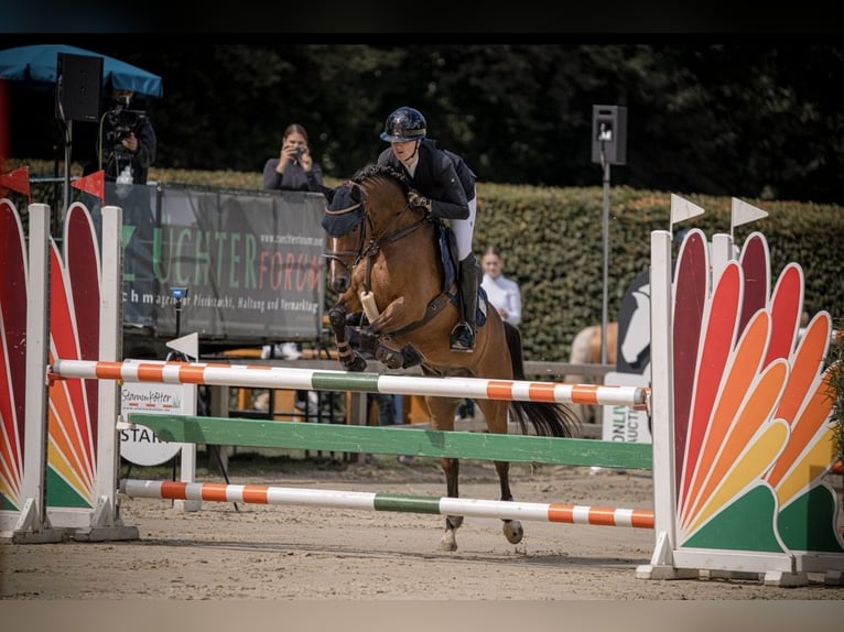 Deutsches Reitpony Wallach 10 Jahre Brauner in Telgte