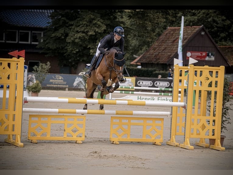 Deutsches Reitpony Wallach 10 Jahre Brauner in Telgte