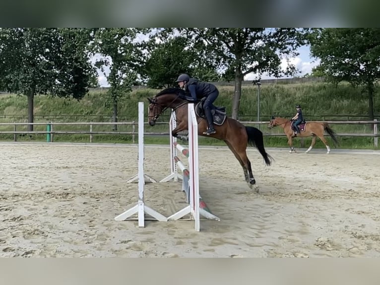 Deutsches Reitpony Wallach 10 Jahre Brauner in Telgte