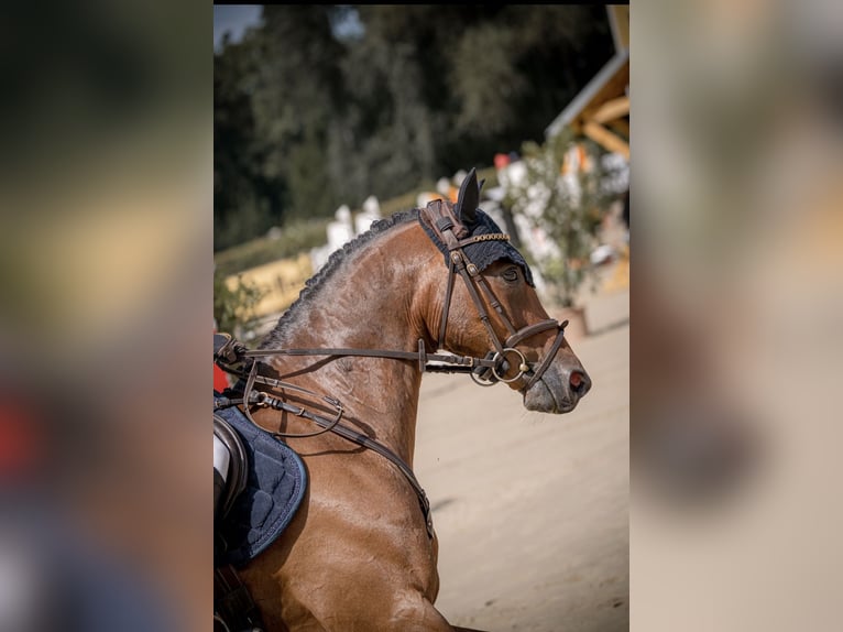 Deutsches Reitpony Wallach 10 Jahre Brauner in Telgte