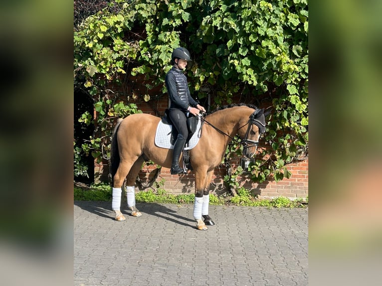 Deutsches Reitpony Wallach 10 Jahre in Mahlstedt