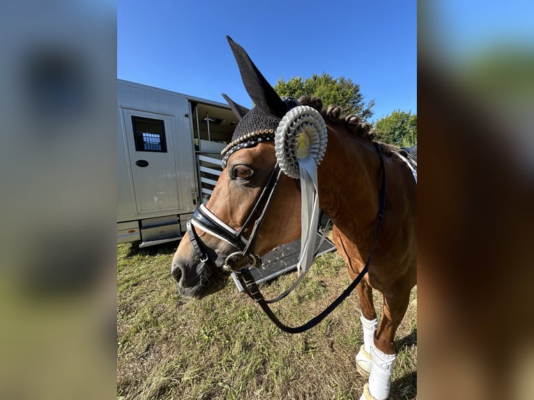 Deutsches Reitpony Wallach 10 Jahre in Mahlstedt