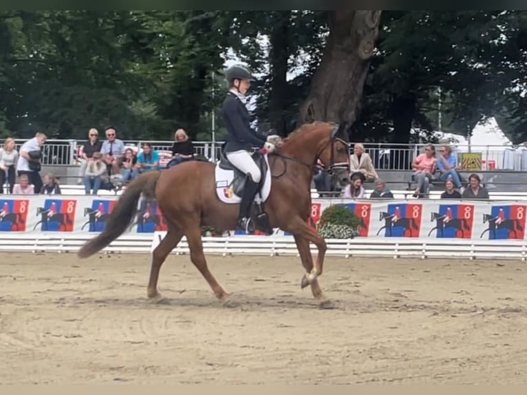 Deutsches Reitpony Wallach 10 Jahre in Mahlstedt