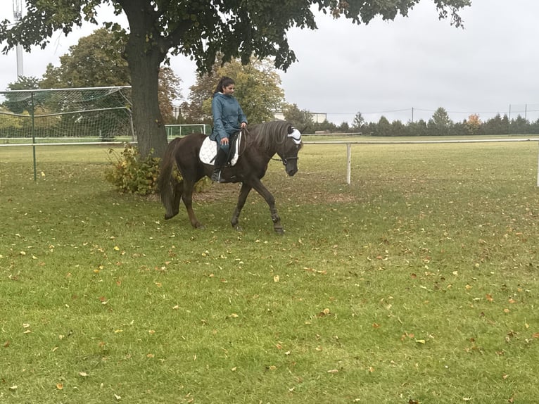 Deutsches Reitpony Mix Wallach 10 Jahre Dunkelfuchs in Freyburg