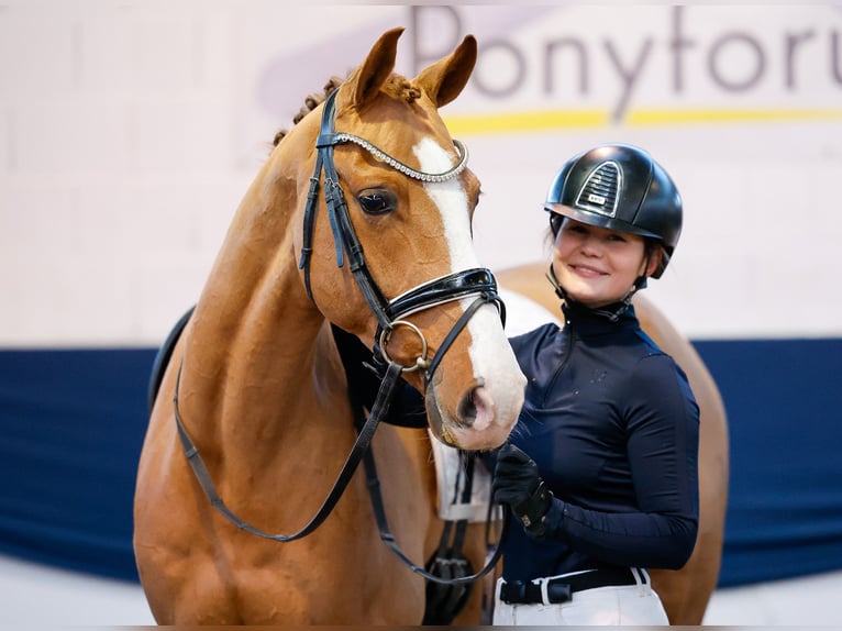 Deutsches Reitpony Wallach 10 Jahre Fuchs in Marsberg