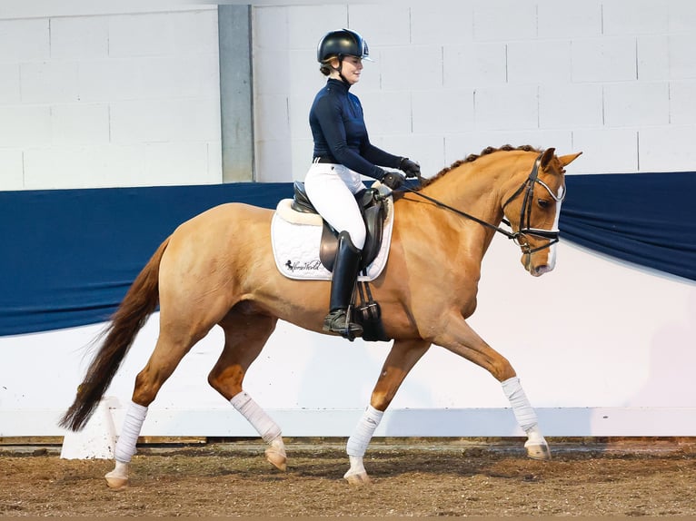 Deutsches Reitpony Wallach 10 Jahre Fuchs in Marsberg