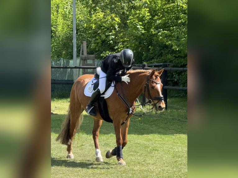 Deutsches Reitpony Wallach 10 Jahre Fuchs in Hamburg Winterhude