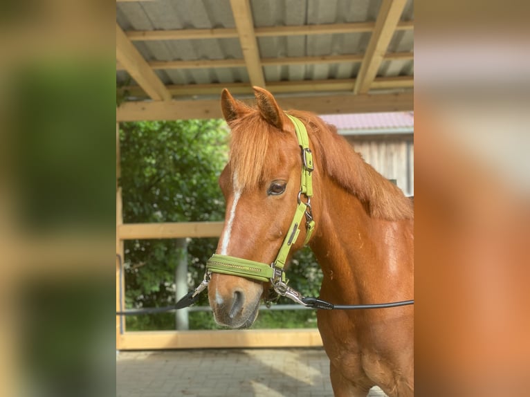 Deutsches Reitpony Wallach 10 Jahre Fuchs in Hamburg Winterhude