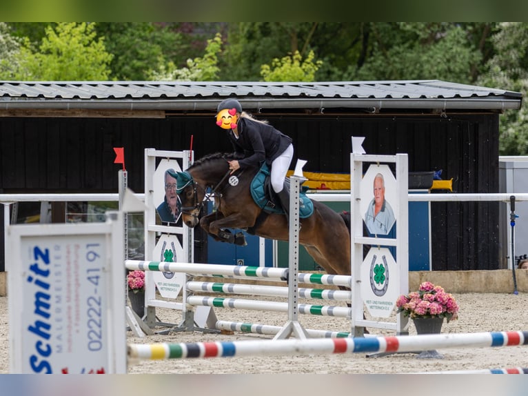 Deutsches Reitpony Wallach 11 Jahre 137 cm Dunkelbrauner in Köln