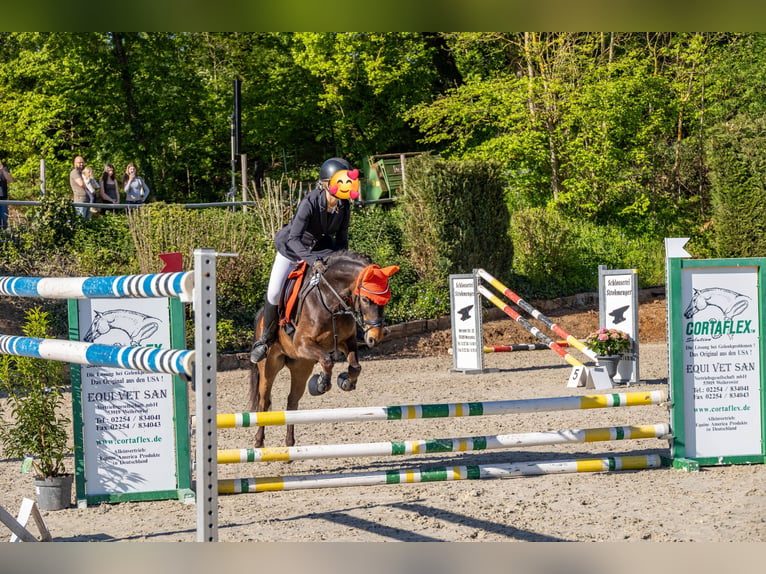 Deutsches Reitpony Wallach 11 Jahre 137 cm Dunkelbrauner in Köln