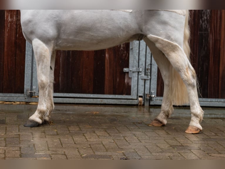 Deutsches Reitpony Wallach 11 Jahre 137 cm  in GROTE-BROGEL