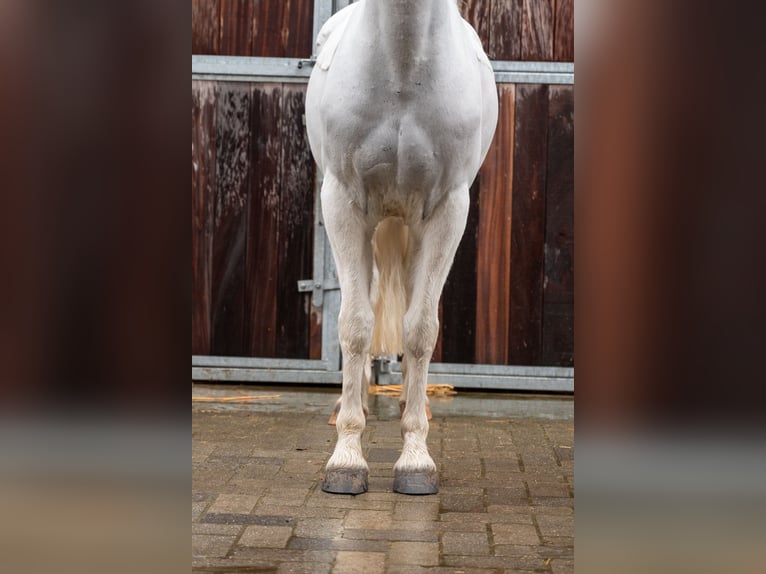 Deutsches Reitpony Wallach 11 Jahre 137 cm  in GROTE-BROGEL
