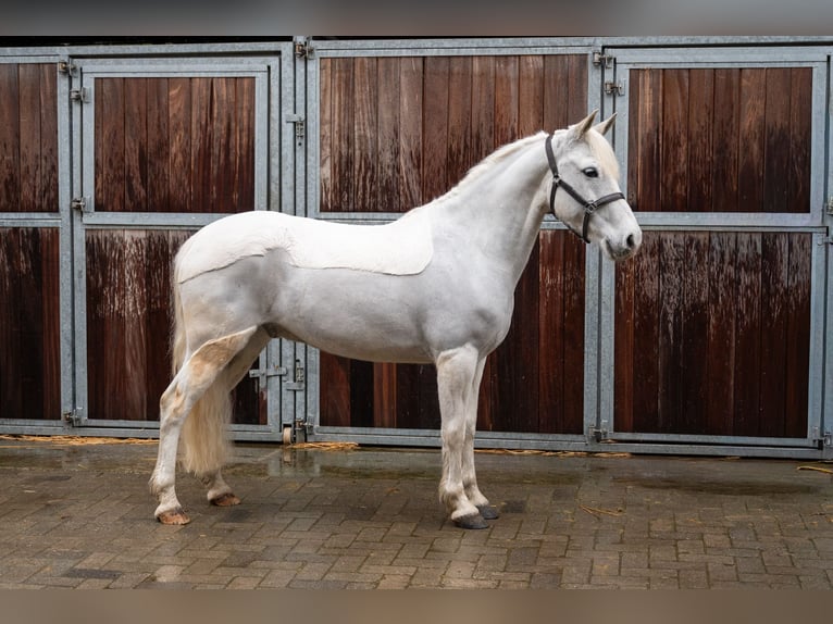 Deutsches Reitpony Wallach 11 Jahre 137 cm  in GROTE-BROGEL