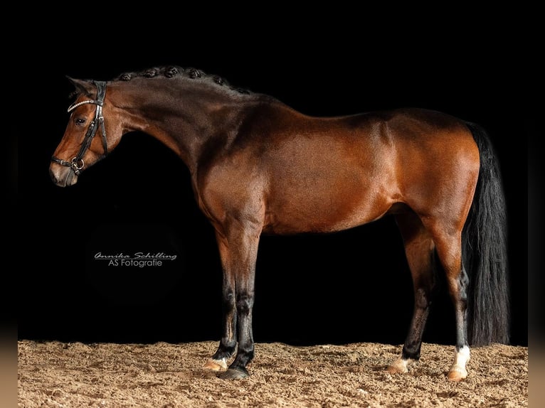 Deutsches Reitpony Wallach 11 Jahre 140 cm Dunkelbrauner in Herrenberg