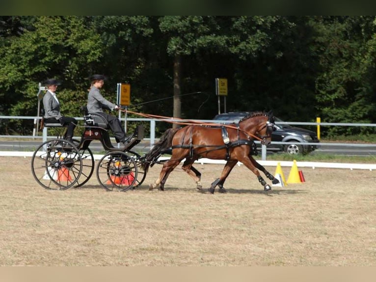Deutsches Reitpony Wallach 11 Jahre 140 cm Dunkelfuchs in Ahaus