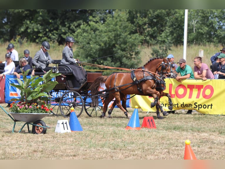 Deutsches Reitpony Wallach 11 Jahre 140 cm Dunkelfuchs in Ahaus