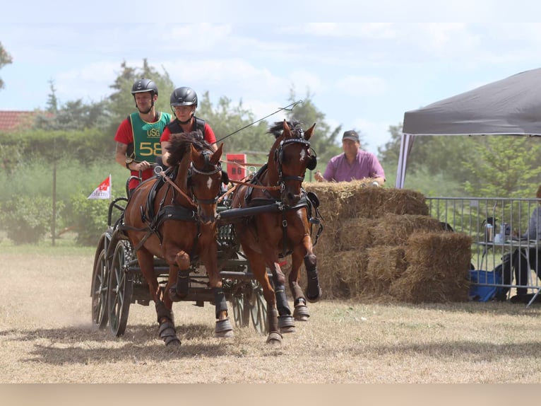 Deutsches Reitpony Wallach 11 Jahre 140 cm Dunkelfuchs in Ahaus