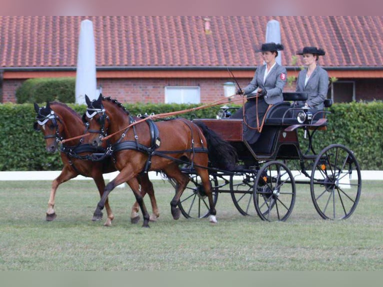 Deutsches Reitpony Wallach 11 Jahre 140 cm Dunkelfuchs in Ahaus