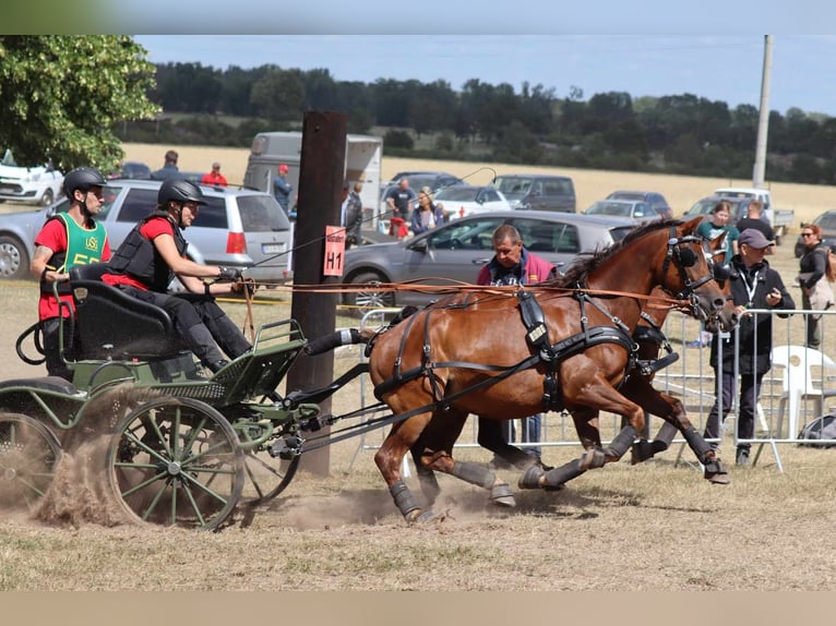 Deutsches Reitpony Wallach 11 Jahre 140 cm Dunkelfuchs in Ahaus