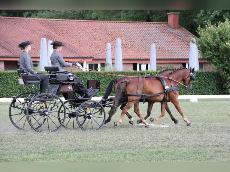 Deutsches Reitpony Wallach 11 Jahre 140 cm Dunkelfuchs in Ahaus