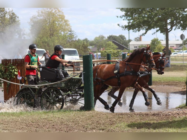 Deutsches Reitpony Wallach 11 Jahre 140 cm Dunkelfuchs in Ahaus