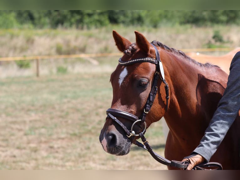 Deutsches Reitpony Wallach 11 Jahre 140 cm Dunkelfuchs in Ahaus