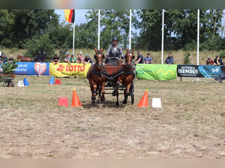 Deutsches Reitpony Wallach 11 Jahre 140 cm Dunkelfuchs in Ahaus