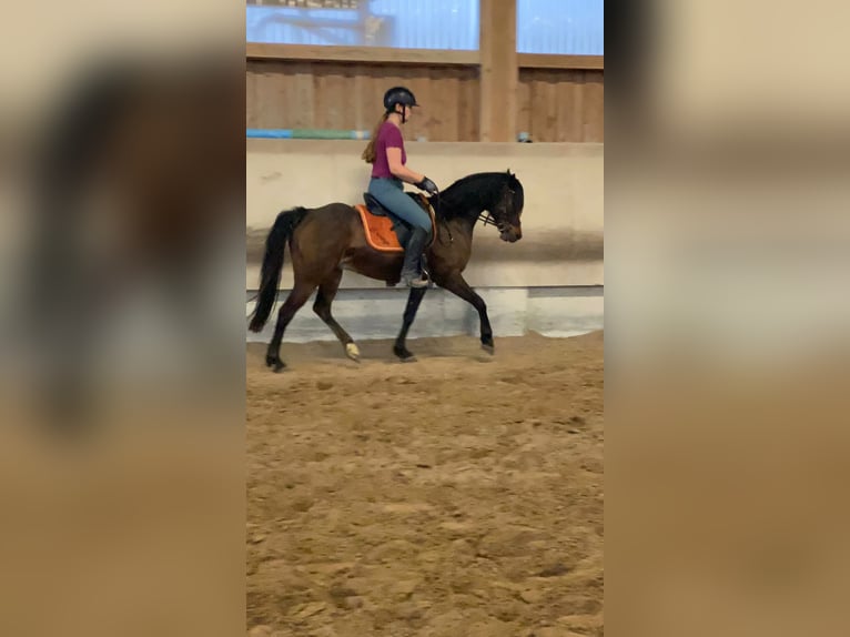 Deutsches Reitpony Wallach 11 Jahre 141 cm Dunkelbrauner in Krautheim