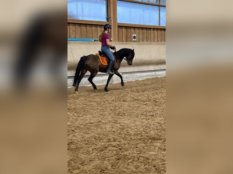 Deutsches Reitpony Wallach 11 Jahre 141 cm Dunkelbrauner in Krautheim