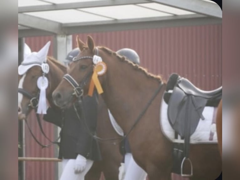 Deutsches Reitpony Wallach 11 Jahre 142 cm Fuchs in Stuhr