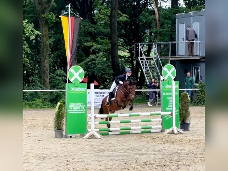 Deutsches Reitpony Wallach 11 Jahre 143 cm Brauner in Gevelsberg