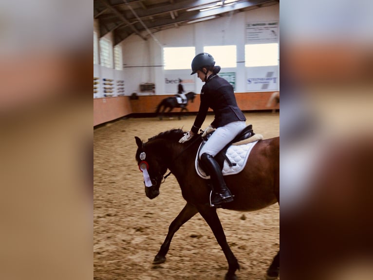 Deutsches Reitpony Wallach 11 Jahre 143 cm Brauner in Gevelsberg