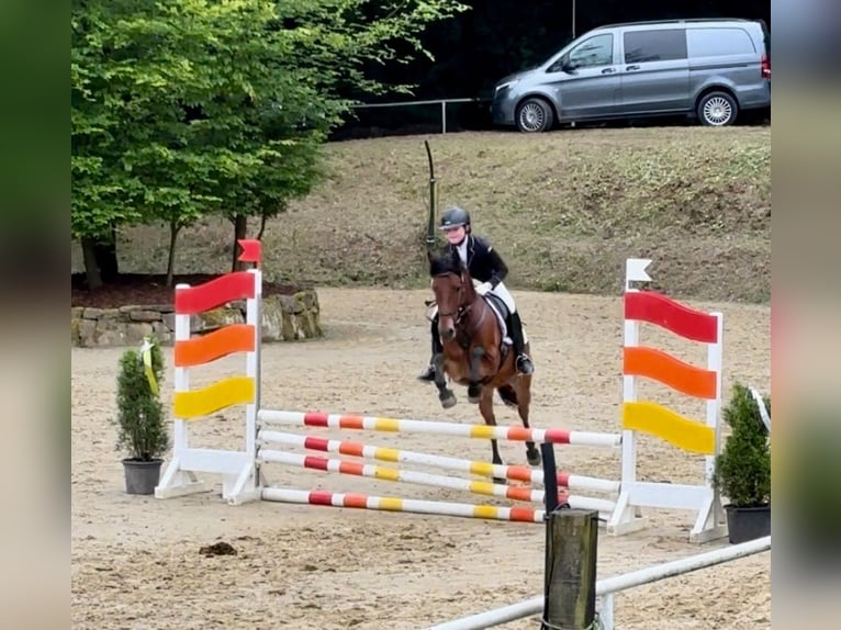 Deutsches Reitpony Wallach 11 Jahre 143 cm Brauner in Gevelsberg