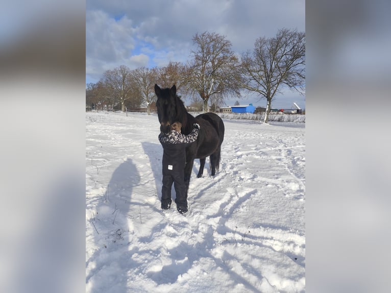 Deutsches Reitpony Wallach 11 Jahre 143 cm Dunkelbrauner in Jeggau