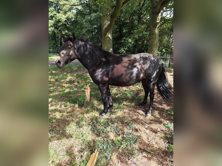 Deutsches Reitpony Wallach 11 Jahre 143 cm Dunkelbrauner in Jeggau