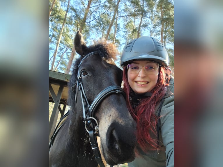 Deutsches Reitpony Wallach 11 Jahre 143 cm Dunkelbrauner in Jeggau
