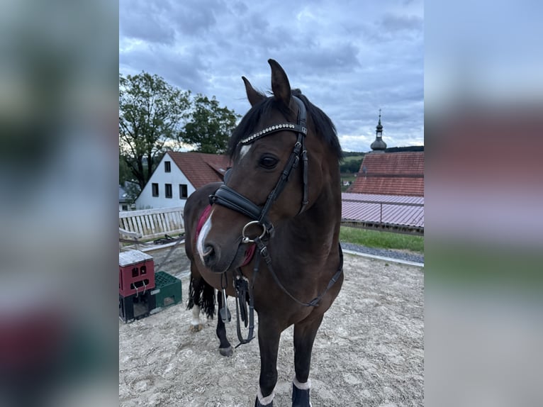 Deutsches Reitpony Wallach 11 Jahre 145 cm Dunkelbrauner in Hilders