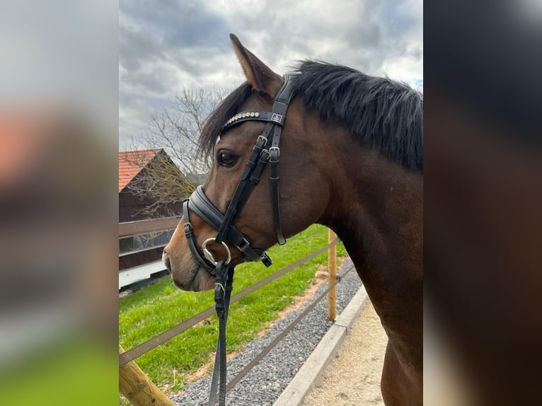 Deutsches Reitpony Wallach 11 Jahre 145 cm Dunkelbrauner in Hilders