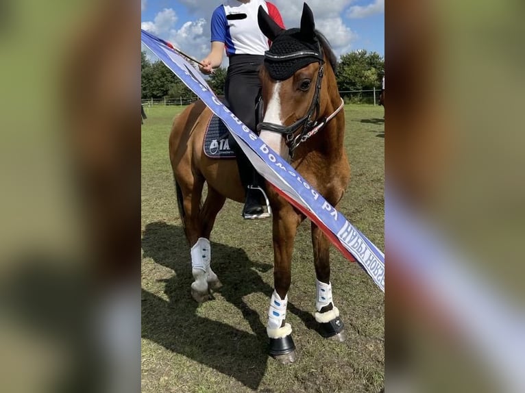 Deutsches Reitpony Wallach 11 Jahre 145 cm Falbe in Dobersdorf