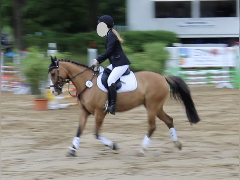 Deutsches Reitpony Wallach 11 Jahre 145 cm Falbe in Dobersdorf