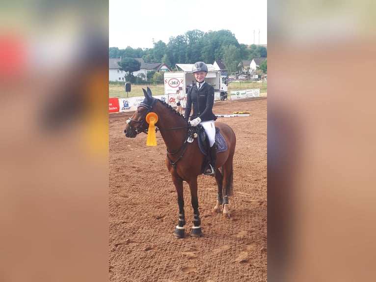 Deutsches Reitpony Wallach 11 Jahre 146 cm Brauner in Erbes - Büdesheim