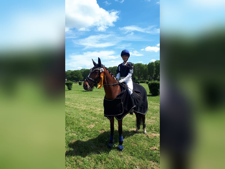 Deutsches Reitpony Wallach 11 Jahre 146 cm Brauner in Erbes - Büdesheim