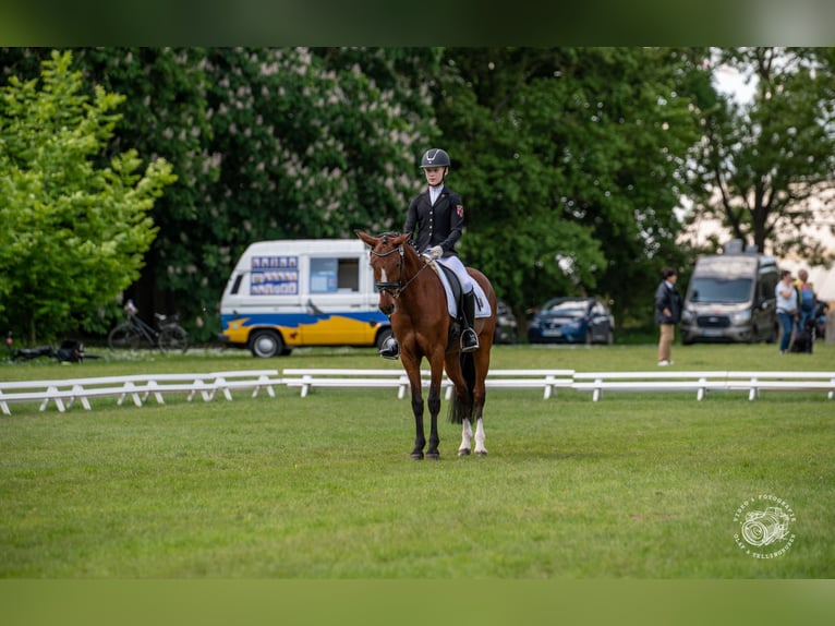 Deutsches Reitpony Wallach 11 Jahre 146 cm Brauner in Erbes - Büdesheim