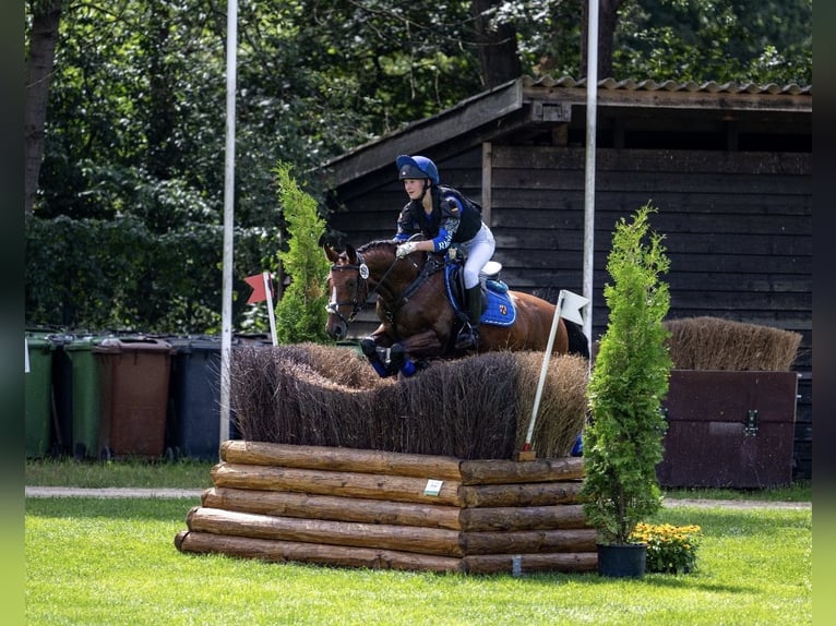 Deutsches Reitpony Wallach 11 Jahre 146 cm Brauner in Erbes - Büdesheim