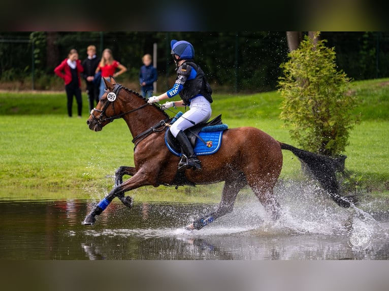 Deutsches Reitpony Wallach 11 Jahre 146 cm Brauner in Erbes - Büdesheim