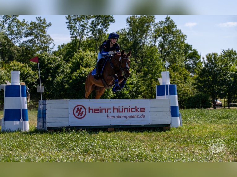 Deutsches Reitpony Wallach 11 Jahre 146 cm Brauner in Erbes - Büdesheim