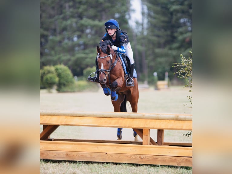 Deutsches Reitpony Wallach 11 Jahre 146 cm Brauner in Erbes - Büdesheim