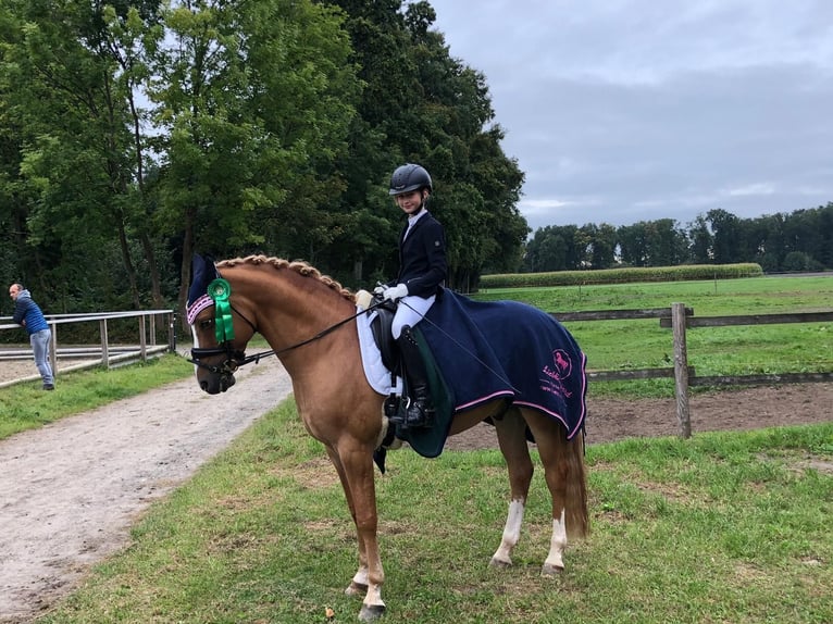 Deutsches Reitpony Wallach 11 Jahre 146 cm Fuchs in Recke, bei Osnabrück