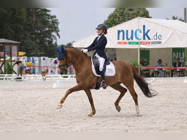 Deutsches Reitpony Wallach 11 Jahre 146 cm Fuchs in Görlitz